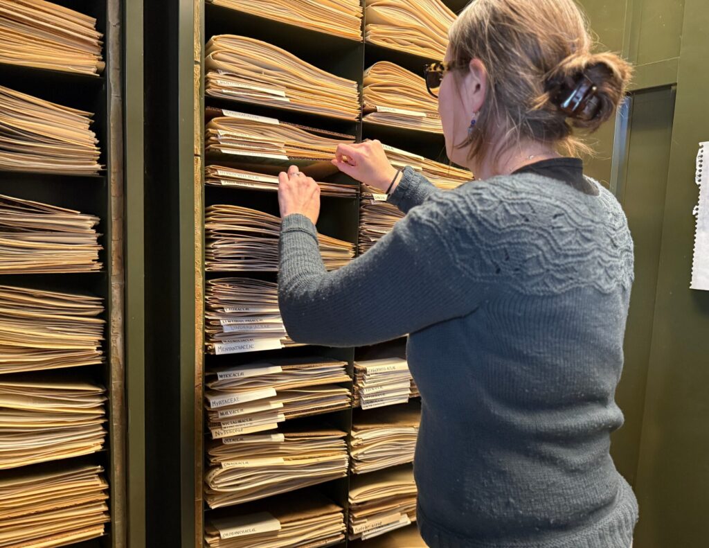 Bennington College Professor looks through recently acquired herbarium.