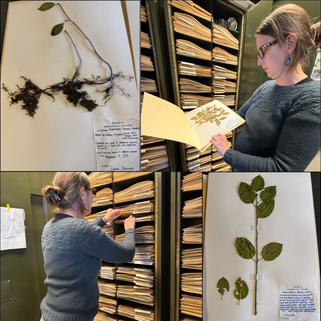 Photo's of Herbarium specimens pulled by Caitlin McDonough MacKenzie, Bennington College Professor.